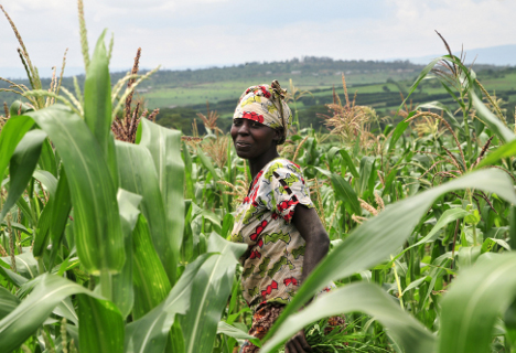 Champ de maïs au Rwanda