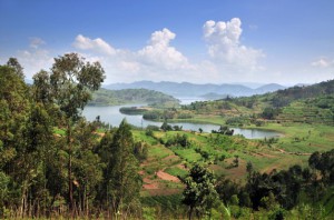 Rwanda : champs au bord du lac Kivu